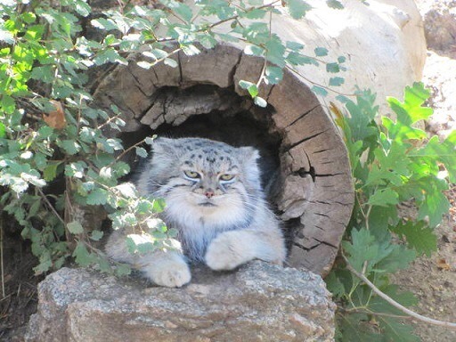 전설의 고양이.JPG | 인스티즈