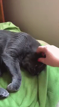 집사야 나랑 자자~ | 인스티즈
