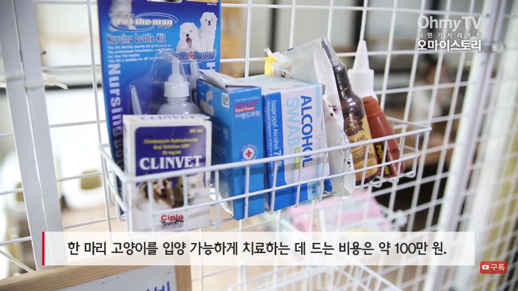 마산 애니멀 호더에게서 구조한 50여마리의 고양이들에게 손길을 내밀어주세요! 곧 쉼터가 폐쇄되어 아이들이 갈 곳이 없습니다 | 인스티즈