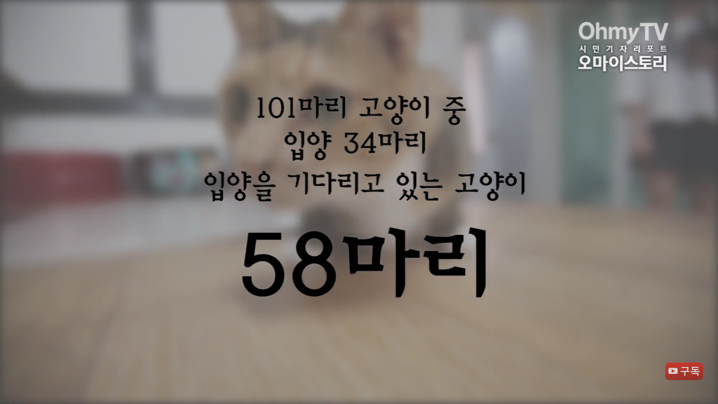 마산 애니멀 호더에게서 구조한 50여마리의 고양이들에게 손길을 내밀어주세요! 곧 쉼터가 폐쇄되어 아이들이 갈 곳이 없습니다 | 인스티즈