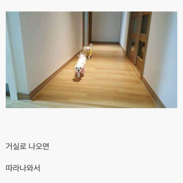 애완견을 키우는 이유 | 인스티즈