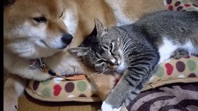 시바견과 고양이.gif | 인스티즈