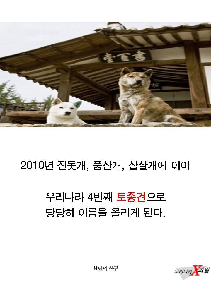 충격적인 개의 실체 ㄷㄷㄷㄷㄷ.JPG | 인스티즈