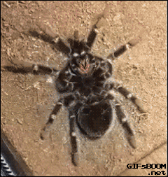 거미 허물벗는 모습.gif | 인스티즈