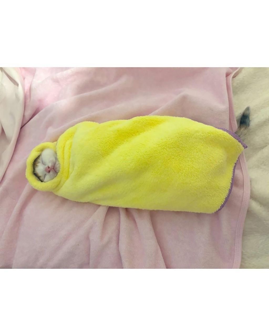 일본의 새끼 고양이 전통 풍습 | 인스티즈