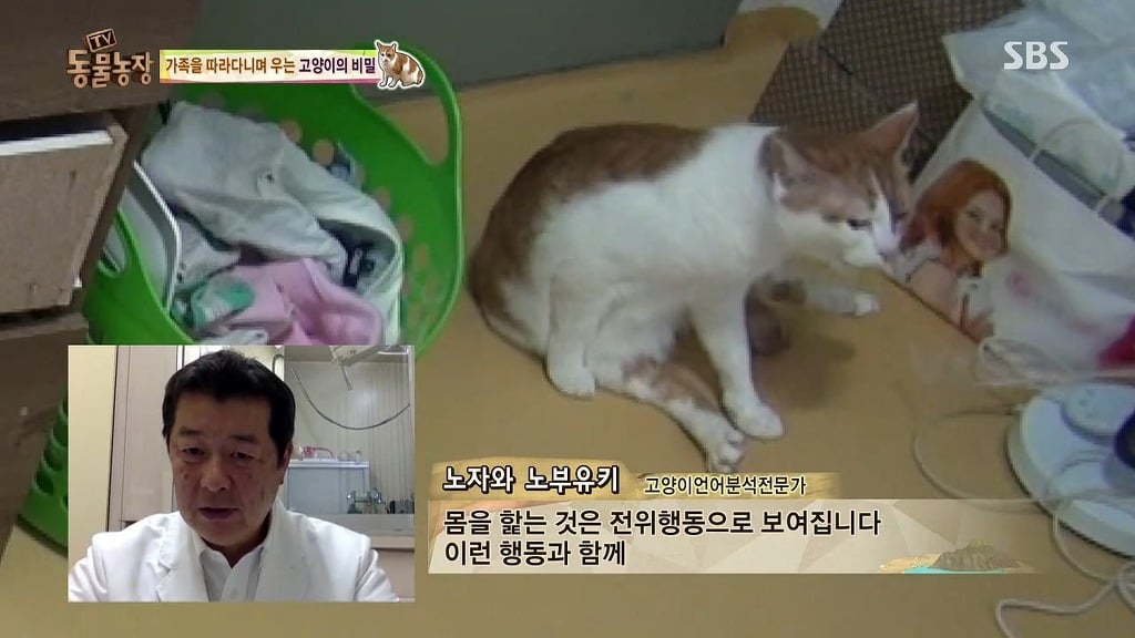[동물농장] 존트 할말 다 하고 사는 수다쟁이 고양이 쪼롱이ㅋㅋㅋㅋ.jpg | 인스티즈