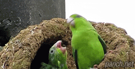 육아에 지친 앵무새.gif | 인스티즈