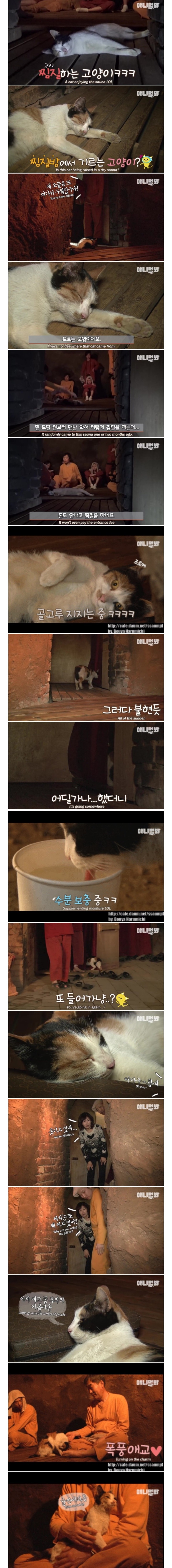 불가마에서 찜질하는 고양이 ㄷㄷ.jpgif | 인스티즈