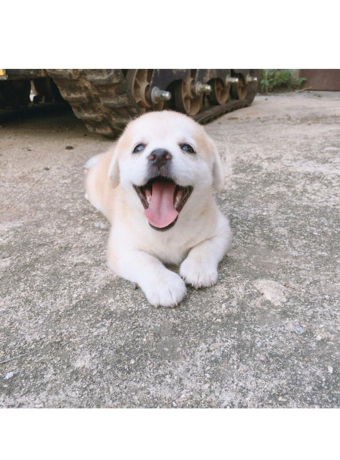 우리애 말티즈인데 아빠가 절미보고 사진 잘찍었다고 나 칭찬함ㅋㅋ | 인스티즈