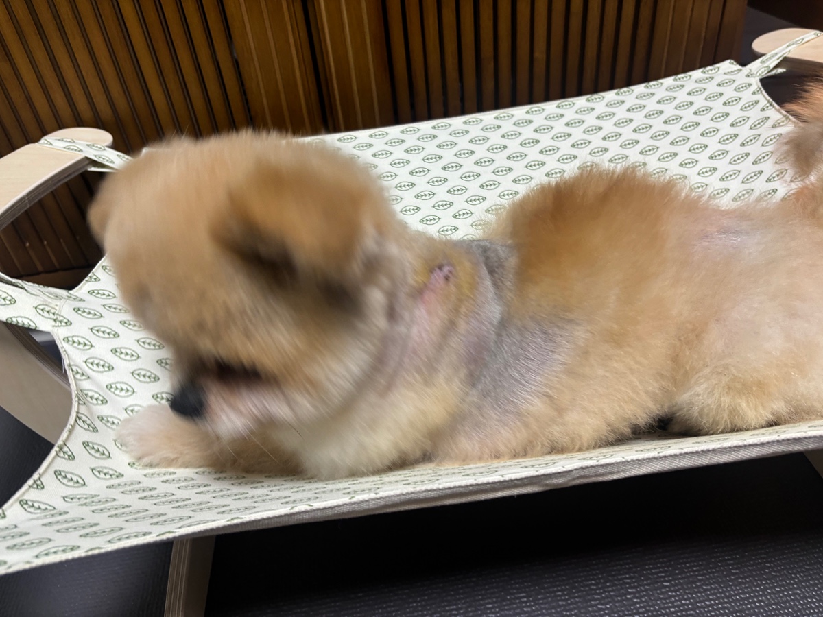 잠 안 와서 쓴 개뚱뚱한 강아지 입양기 | 인스티즈