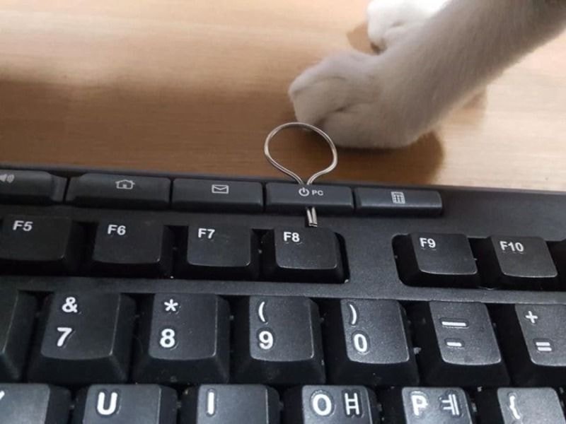 고양이 때문에 안전핀 꽂은 루리웹인 | 인스티즈