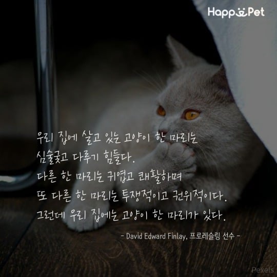 고양이를 사랑하는 사람들이 남긴 명언 | 인스티즈