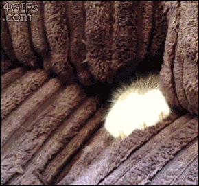 냥이들.gif | 인스티즈