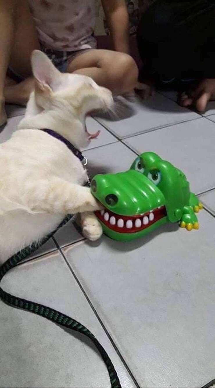 악어에 물린 고양이 | 인스티즈