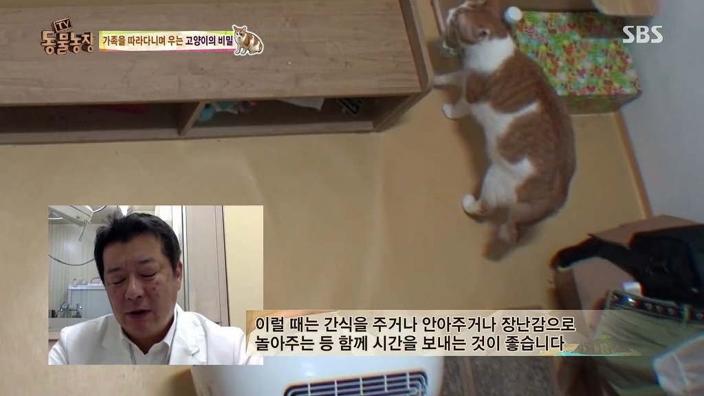[동물농장] 존트 할말 다 하고 사는 수다쟁이 고양이 쪼롱이ㅋㅋㅋㅋ.jpg (스압) | 인스티즈