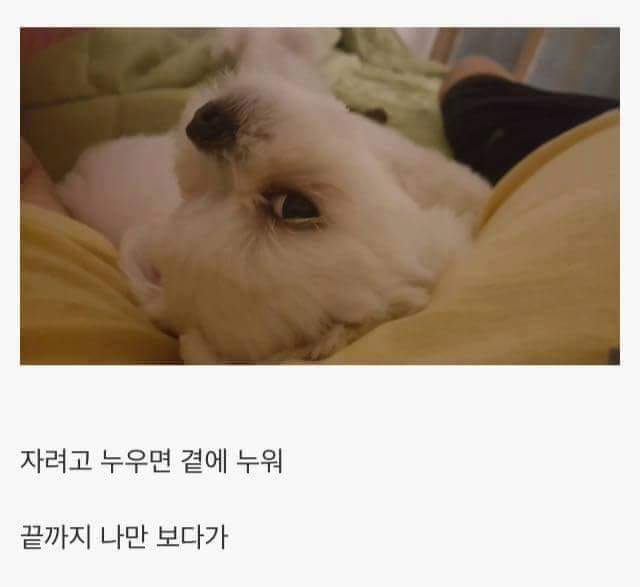 애완견을 키우는 이유 | 인스티즈