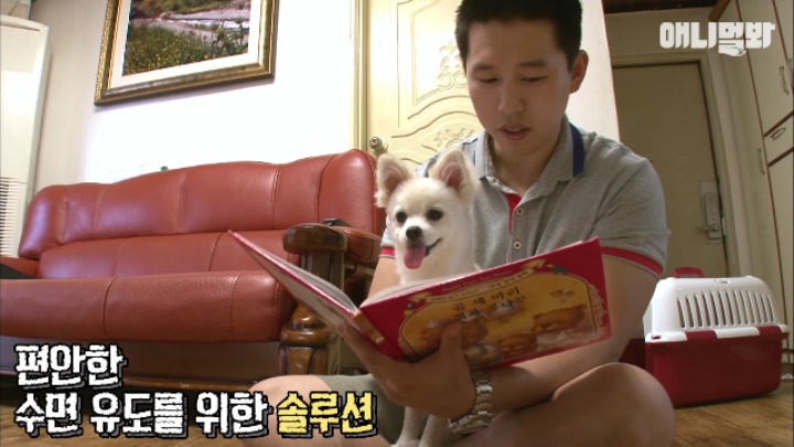 졸릴 때 건들면 열받는 강아지 | 인스티즈