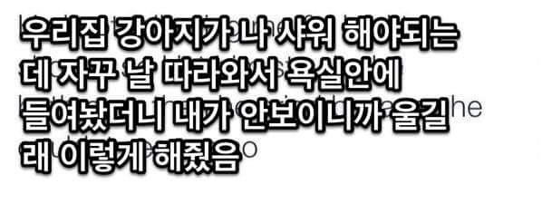 샤워해야하는데 강아지가 나 안보인다고 계속 울길래 | 인스티즈