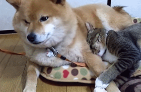 시바견과 고양이.gif | 인스티즈