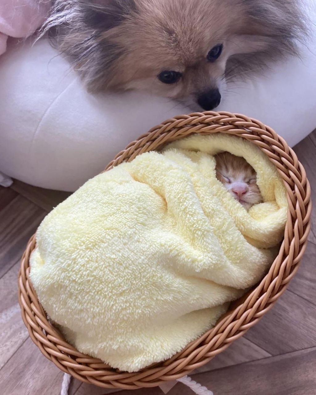 일본의 새끼 고양이 전통 풍습 | 인스티즈