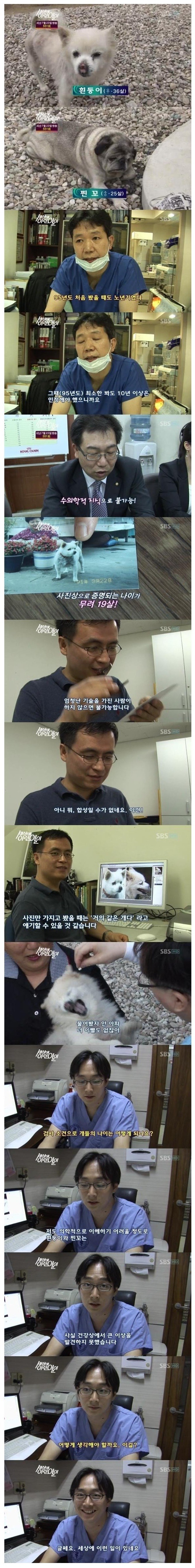 특이점이 온 개 나이 | 인스티즈