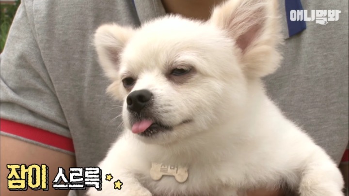 졸릴 때 건들면 열받는 강아지 | 인스티즈