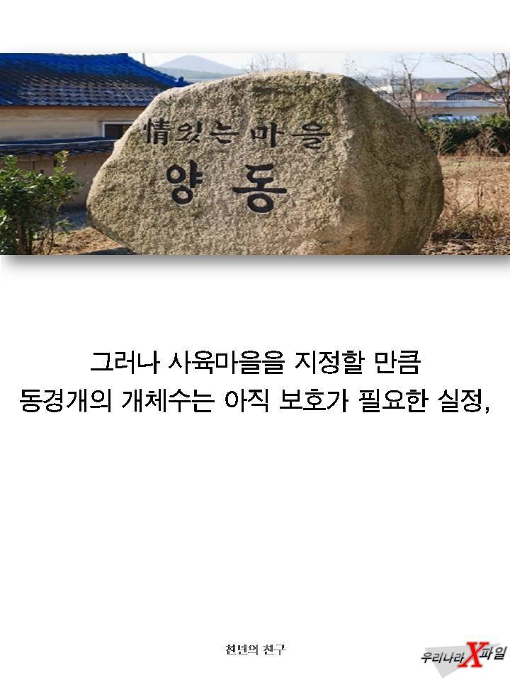 충격적인 개의 실체 ㄷㄷㄷㄷㄷ.JPG | 인스티즈
