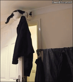 [움짤] 냥이 운동신경 .GIF | 인스티즈