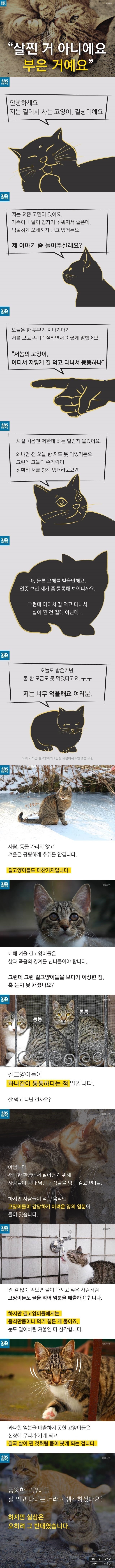 길냥이들이 통통한 이유 | 인스티즈