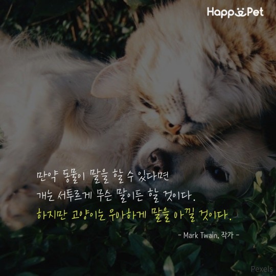 고양이를 사랑하는 사람들이 남긴 명언 | 인스티즈