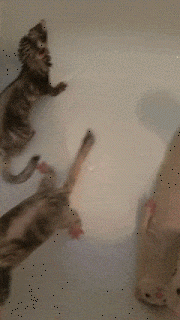포기해. 포기하면 편해.gif | 인스티즈