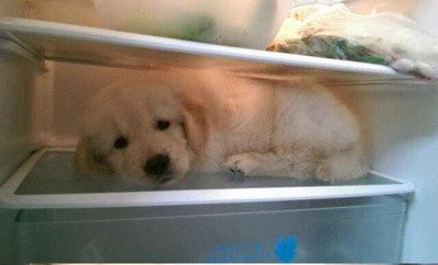 이제 다 커버려서 냉장고에 들어갈 수 없는 아기인절미.jpg | 인스티즈