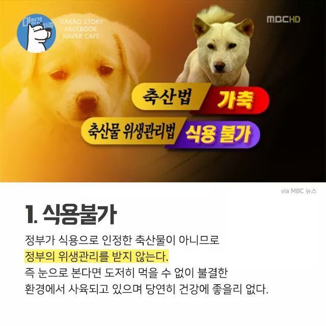 개고기를 먹지말아야 하는 설득력이 있는 이유 | 인스티즈