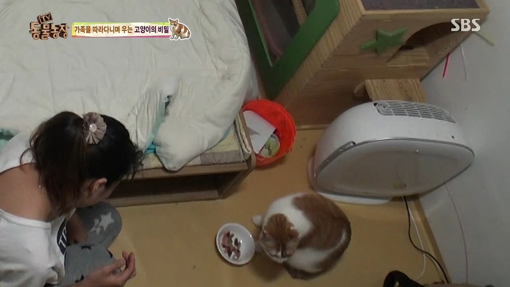 [동물농장] 존트 할말 다 하고 사는 수다쟁이 고양이 쪼롱이ㅋㅋㅋㅋ.jpg (스압) | 인스티즈