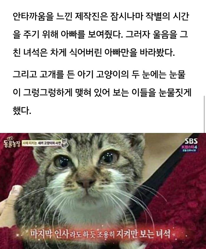 자신 지켜준 아빠와 작별 인사하는 아기 고양이의 눈물 | 인스티즈