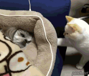 냥아치들.gif | 인스티즈