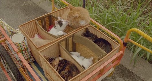 [영화] 고양이를 빌려드립니다.jpgif | 인스티즈