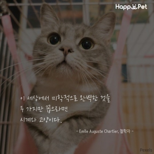 고양이를 사랑하는 사람들이 남긴 명언 | 인스티즈