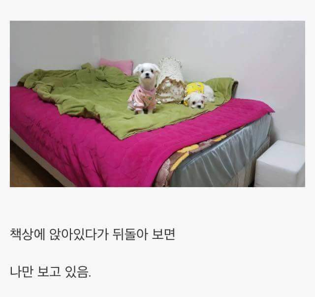 애완견을 키우는 이유 | 인스티즈
