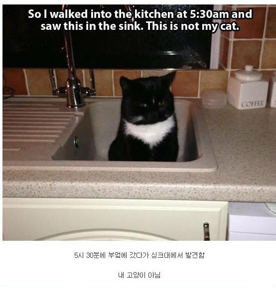 내 고양이 아닌데...jpg (심장폭행 주의) | 인스티즈