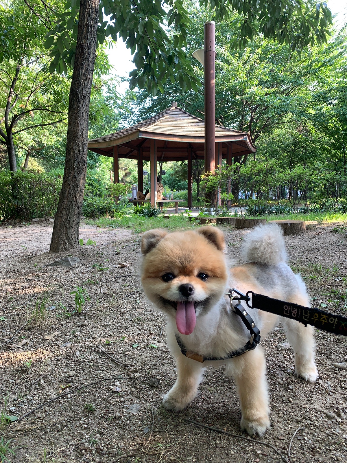 잠 안 와서 쓴 개뚱뚱한 강아지 입양기 | 인스티즈