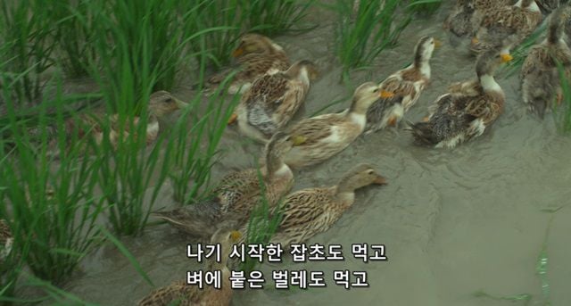 오리를 좋아하는 소녀.jpg | 인스티즈
