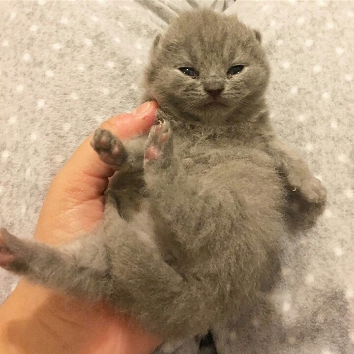 영국 토종고양이 | 인스티즈