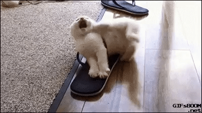 덫에걸린 고양이.GIF | 인스티즈
