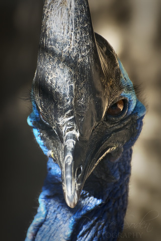 공룡에 대한 재미있는 상식 9가지 | 인스티즈