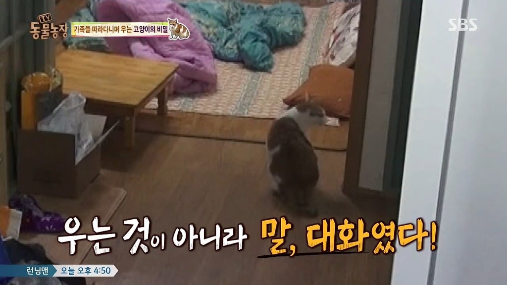 [동물농장] 존트 할말 다 하고 사는 수다쟁이 고양이 쪼롱이ㅋㅋㅋㅋ.jpg | 인스티즈