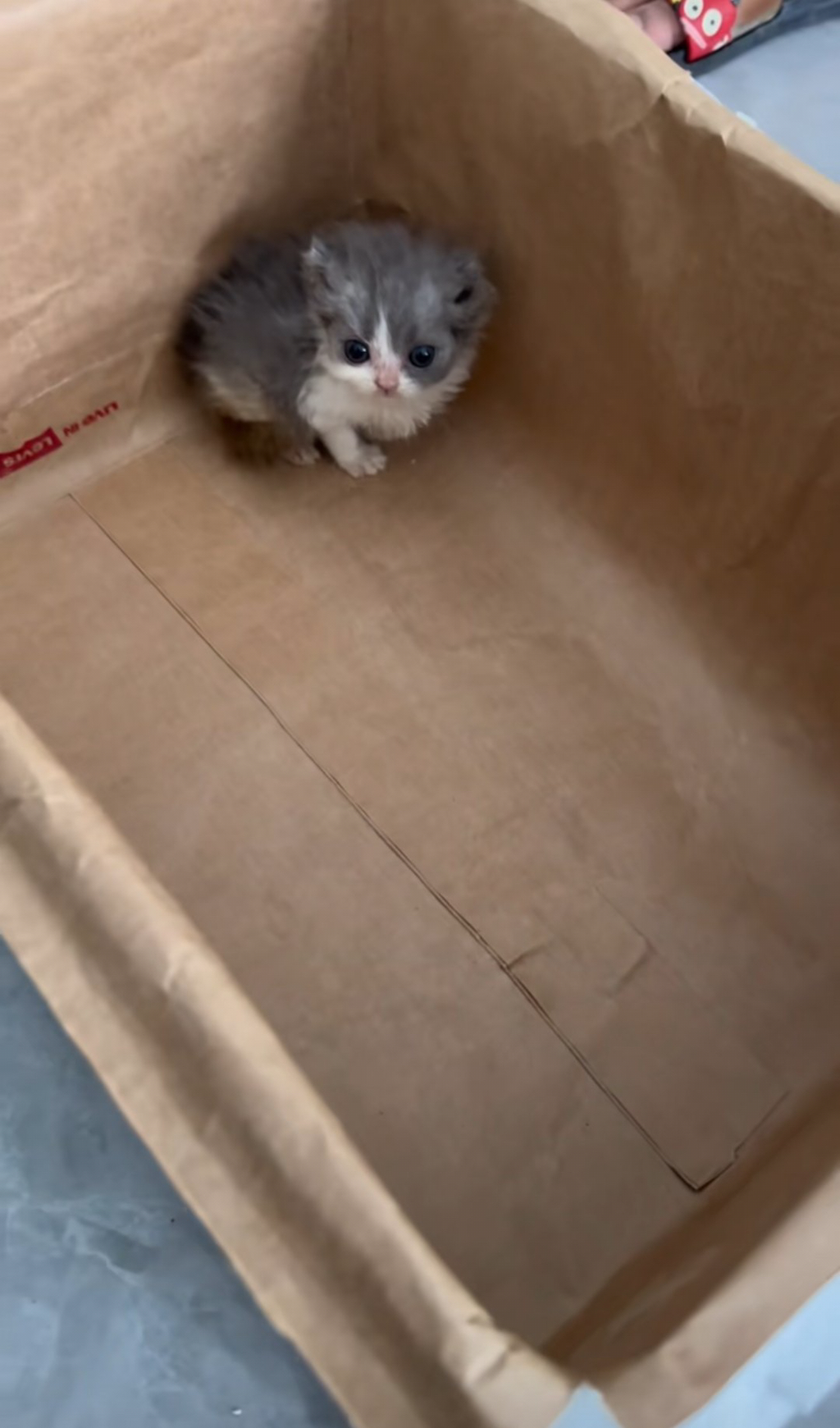 왜 새끼고양이들은 지능이없게생겼는지 궁금한달글.jpg | 인스티즈