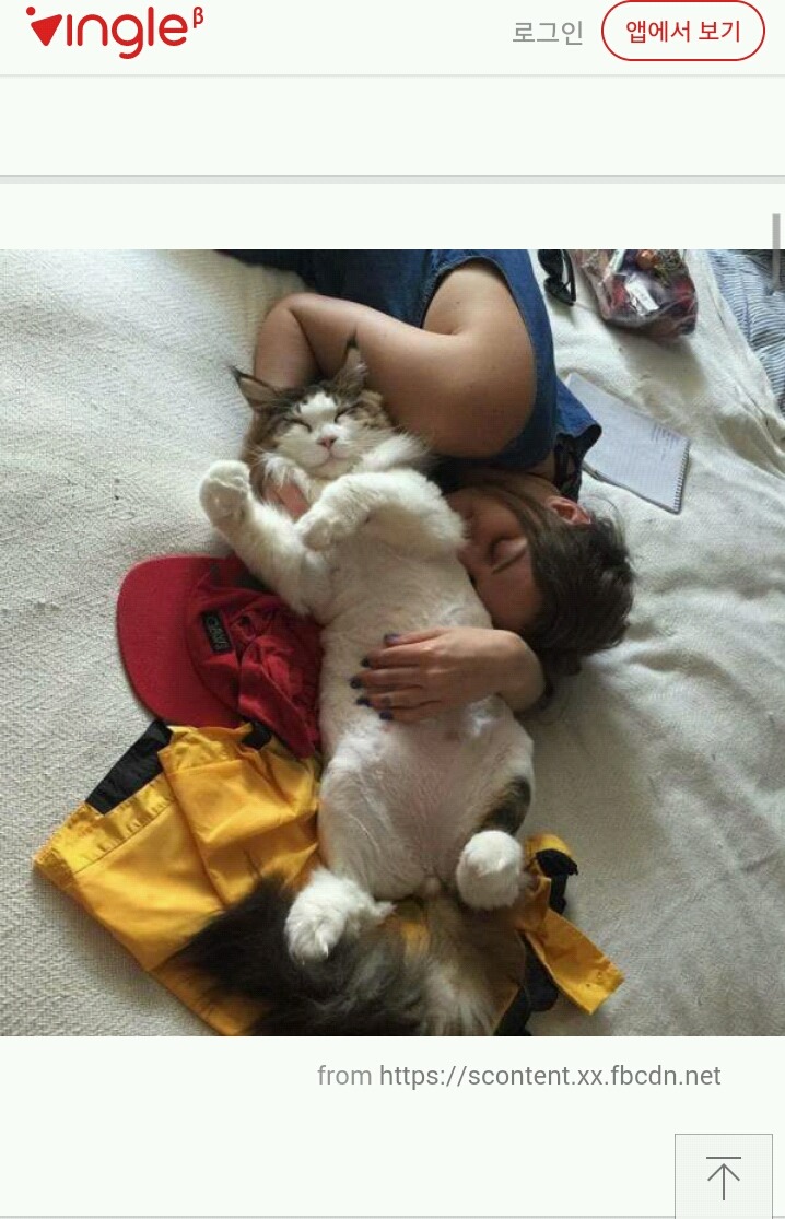 뉴욕에서 가장 큰 고양이 | 인스티즈