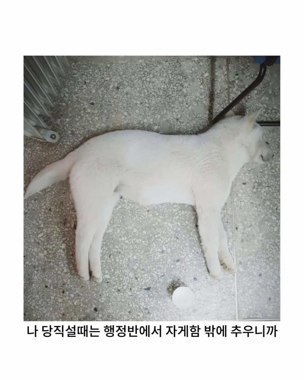 군부대에 들어와서 살기시작한 댕댕이 | 인스티즈