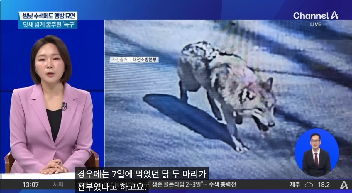 굶어 죽을 가능성도 있다는 늑구 | 인스티즈